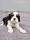 Cavalier King Charles spaniela kucēni. - 13 Cavalier King Charles spaniela kucēni. - MM.LV - 13