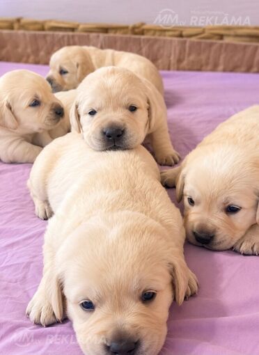 Labrador Retriver Labrador Retriver - MM.LV