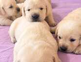 Labrador Retriver - 1 Labrador Retriver - MM.LV - 1