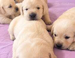 Labrador Retriver - MM.LV