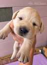 Labrador Retriver - 2 Labrador Retriver - MM.LV - 2