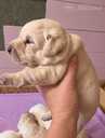 Labrador Retriver - 3 Labrador Retriver - MM.LV - 3