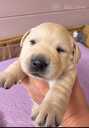 Labrador Retriver - 4 Labrador Retriver - MM.LV - 4