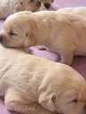 Labrador Retriver - 5 Labrador Retriver - MM.LV - 5