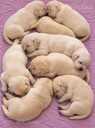 Labrador Retriver - 6 Labrador Retriver - MM.LV - 6