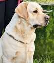 Labrador Retriver - 7 Labrador Retriver - MM.LV - 7