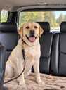 Labrador Retriver - 8 Labrador Retriver - MM.LV - 8