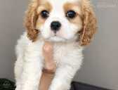Cavalier King Charles spaniela kucēni. - 1 Cavalier King Charles spaniela kucēni. - MM.LV - 1