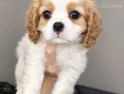 Cavalier King Charles spaniela kucēni. - MM.LV
