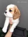 Cavalier King Charles spaniela kucēni. - 2 Cavalier King Charles spaniela kucēni. - MM.LV - 2