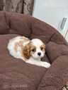 Cavalier King Charles spaniela kucēni. - 5 Cavalier King Charles spaniela kucēni. - MM.LV - 5