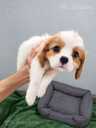 Cavalier King Charles spaniela kucēni. - 7 Cavalier King Charles spaniela kucēni. - MM.LV - 7