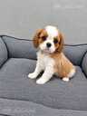Cavalier King Charles spaniela kucēni. - 9 Cavalier King Charles spaniela kucēni. - MM.LV - 9