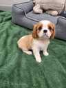 Cavalier King Charles spaniela kucēni. - 10 Cavalier King Charles spaniela kucēni. - MM.LV - 10