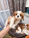 Cavalier King Charles spaniela kucēni. - 11 Cavalier King Charles spaniela kucēni. - MM.LV - 11