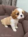 Cavalier King Charles spaniela kucēni. - 15 Cavalier King Charles spaniela kucēni. - MM.LV - 15