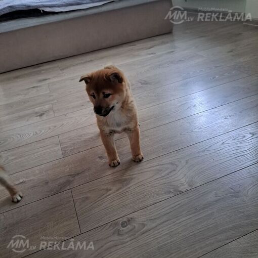 Shiba Inu Shiba Inu - MM.LV
