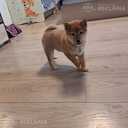 Shiba Inu - 2 Shiba Inu - MM.LV - 2