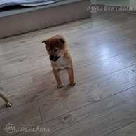 Shiba Inu - MM.LV