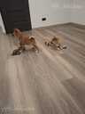 Shiba Inu - 3 Shiba Inu - MM.LV - 3