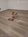 Shiba Inu - 4 Shiba Inu - MM.LV - 4