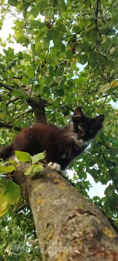 котенок - MM.LV