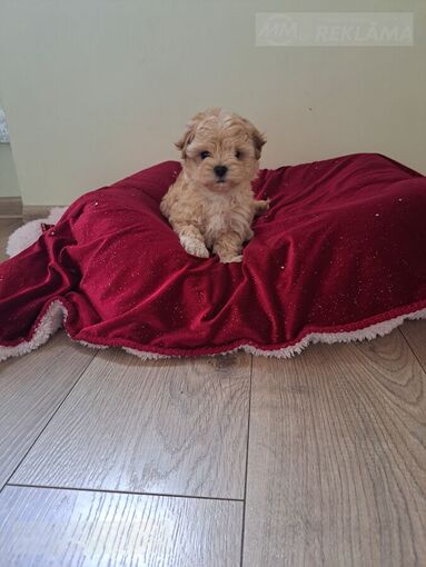 Maltipoo Maltipoo - MM.LV