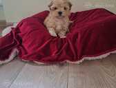 Maltipoo - 1 Maltipoo - MM.LV - 1