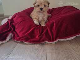 Maltipoo - MM.LV