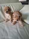 Maltipoo - 2 Maltipoo - MM.LV - 2