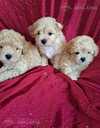 Maltipoo - 3 Maltipoo - MM.LV - 3
