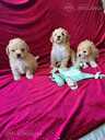Maltipoo - 5 Maltipoo - MM.LV - 5