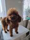 Maltipoo - 6 Maltipoo - MM.LV - 6