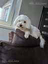 Maltipoo - 7 Maltipoo - MM.LV - 7