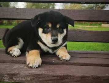 Shiba inu Shiba inu - MM.LV