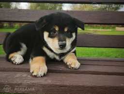 Shiba inu - MM.LV