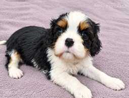 Cavalier King Charles Spaniel puppies. - MM.LV