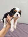Cavalier King Charles Spaniel puppies. - MM.LV - 3