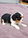 Cavalier King Charles Spaniel puppies. - MM.LV - 7