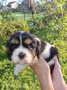 Cavalier King Charles Spaniel puppies. - MM.LV - 9