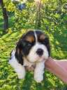 Cavalier King Charles Spaniel puppies. - MM.LV - 10