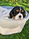 Cavalier King Charles Spaniel puppies. - MM.LV - 11