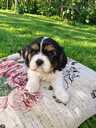 Cavalier King Charles Spaniel puppies. - MM.LV - 12
