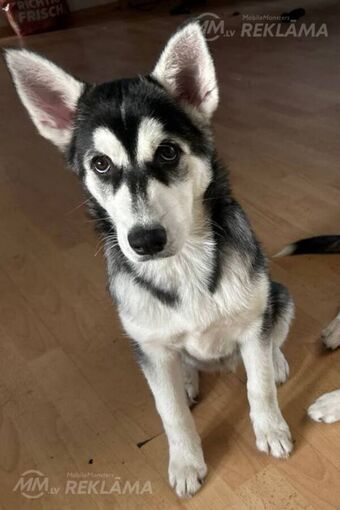 Sibirijas Husky kuceni - MM.LV