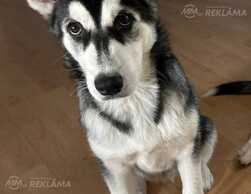 Sibirijas Husky kuceni - MM.LV