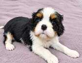 Cavalier King Charles spaniela kucēni. - MM.LV - 1