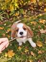 Cavalier King Charles spaniela kucēni. - MM.LV - 14