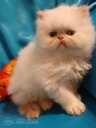 Персидские котята - 3 Персидские котята - MM.LV - 3
