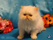 Персидские котята - 4 Персидские котята - MM.LV - 4