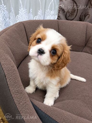 Ideāli Cavalier King Charles spaniela kucēni. Ideāli Cavalier King Charles spaniela kucēni. - MM.LV